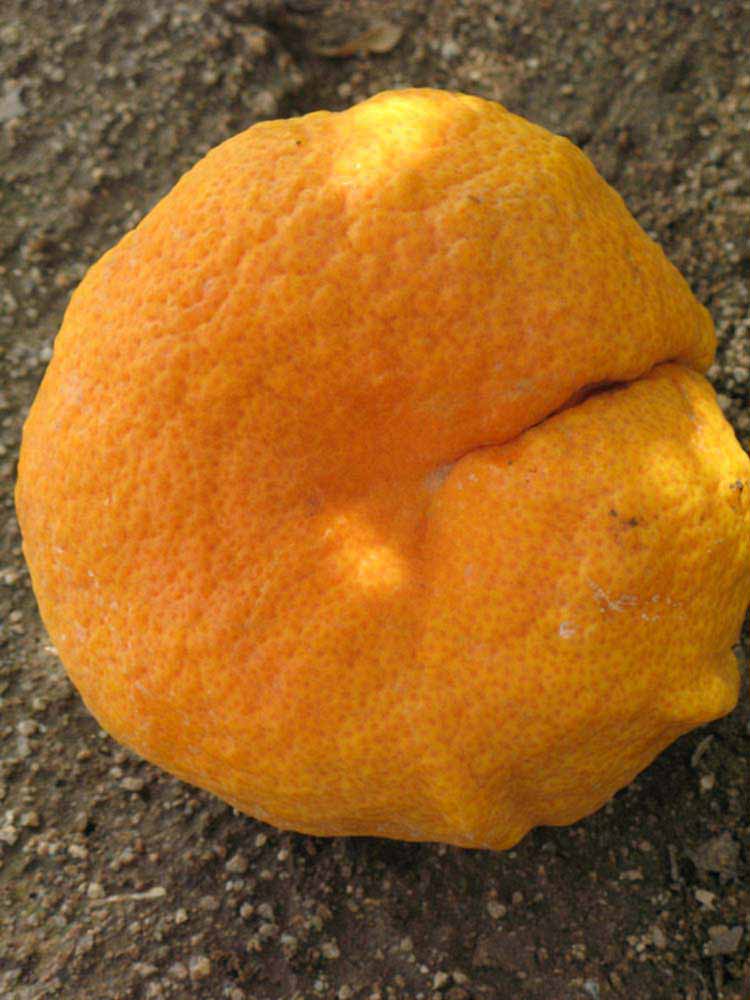            Fruit (Riverside, CA)   